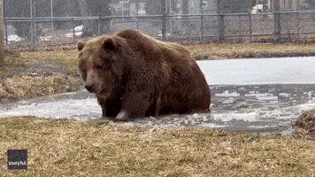 Bear Enjoys Icy Dip at Animal Sanctuary