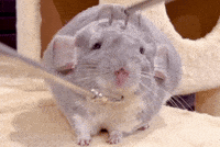 Chinchilla Sue GIF