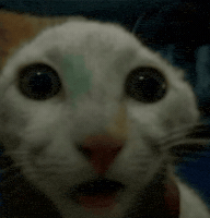 Scared Cat GIF