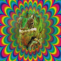 rainbow chameleon GIF by Psyklon