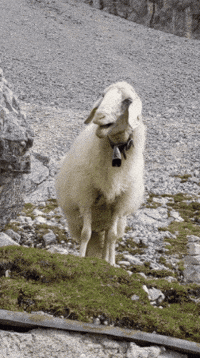 0ox0xo0 mountain sheep baa GIF