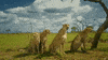 Cheetah GIF by Discovery