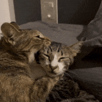Angry Cats GIF