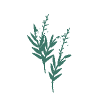 Flower Plant Sticker by Teaspoon studio