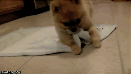 dog rolling over GIF