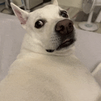 Whatthefatty what omg oops wait GIF