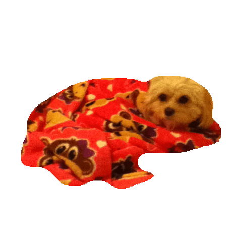 Puppy Puppies Sticker by imoji