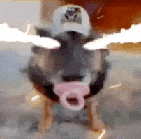 Dog Lazer GIF