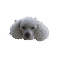 Dog Think Sticker