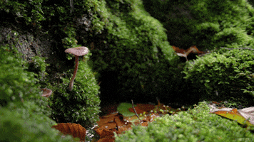 fall rain GIF by Living Stills