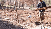 Blue Collar Dog GIF by JC Property Professionals