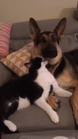 Cute Dog and Cat Cuddle and Kiss on Valentine's Day