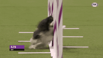 Dogs Puppy GIF by Westminster Kennel Club