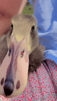 Duck GIF