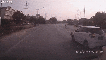 Dog Stops Traffic so Grandma Can Cross Road