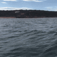 Thresher Shark's Got Hops!