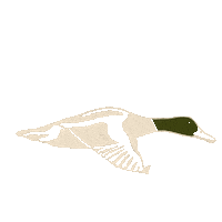 Duck Flying Sticker