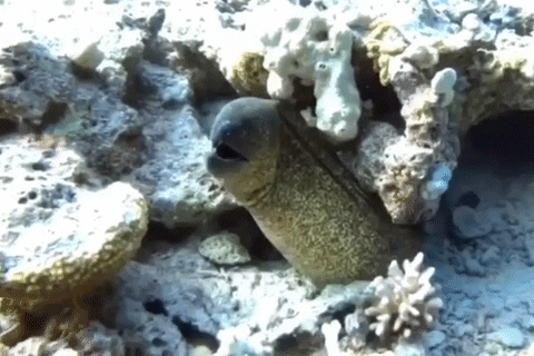 labemi diving scuba burp prey GIF