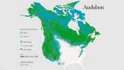 common raven GIF by audubon