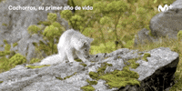 GIF by Movistar+