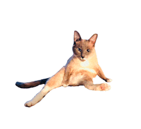 Yoga Cat Sticker by Rubicat