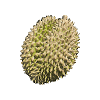 Durian Sticker by HuMandalas