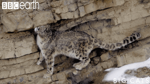 big cats cat GIF by BBC Earth