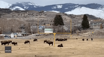 Ready, Set, Hike! Bison and Elk Wander Across Montana Football Field