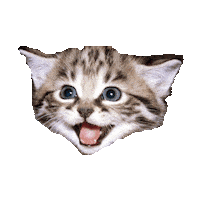 kitty wow STICKER by imoji