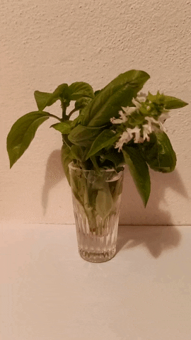 Simongip giphygifmaker GIF