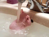 day shower GIF