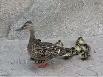 ducks ducklings GIF by Cheezburger
