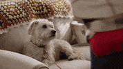 Countdown To Christmas GIF by Hallmark Channel