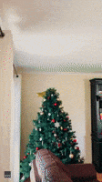 Family Find Snake Slithering Around Christmas Tree