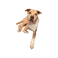 Winnie The Pooh Sticker by Geekster Pets