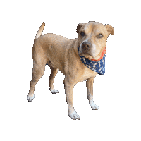 Dragonfly Senior Dog Sticker by Geekster Pets