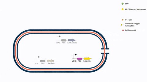 bacteria GIF