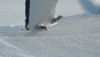 disney penguins GIF by Disneynature