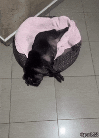 Pug Zia GIF