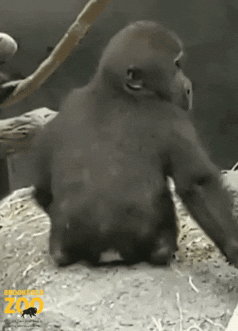 BrookfieldZoo baby shocked scared surprised GIF