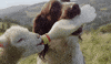 lamb GIF