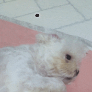 Puppy GIF