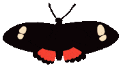 Butterfly Gm Sticker