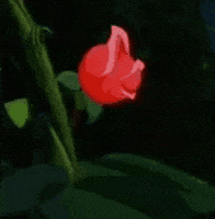 Alice In Wonderland Bas GIF