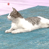 Cat What GIF by TRT