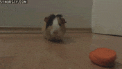 carrot GIF