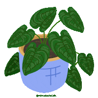 hoyabackgirl green plant plants monstera Sticker