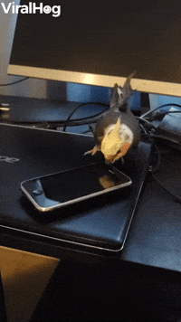 Pet Bird Spins Toy Cell Phone