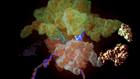 bacteria GIF