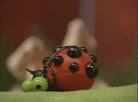 Garden bug